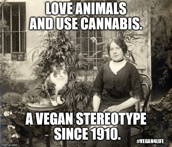 Vegan stereotype  | LOVE ANIMALS AND USE CANNABIS. A VEGAN STEREOTYPE SINCE 1910. #VEGAN4LIFE | image tagged in memes,funny memes,cats,cannabis,marijuana,vegan4life | made w/ Imgflip meme maker