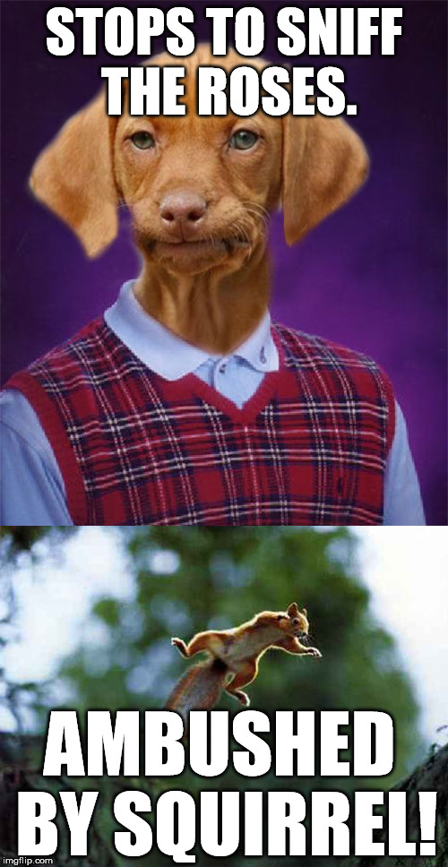 Bad Luck Raydog | STOPS TO SNIFF THE ROSES. AMBUSHED BY SQUIRREL! | image tagged in bad luck brian,bad luck raydog,animals,dogs,memes,funny | made w/ Imgflip meme maker