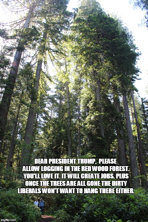 Red Wood Forest | DEAR PRESIDENT TRUMP, 
PLEASE ALLOW LOGGING IN THE RED WOOD FOREST. YOU'LL LOVE IT. IT WILL CREATE JOBS. PLUS ONCE THE TREES ARE ALL GONE THE DIRTY LIBERALS WON'T WANT TO HANG THERE EITHER. | image tagged in trump,forest,logging,dirty,liberals,trees | made w/ Imgflip meme maker