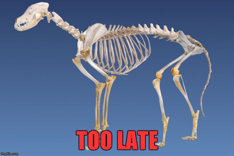 TOO LATE | made w/ Imgflip meme maker
