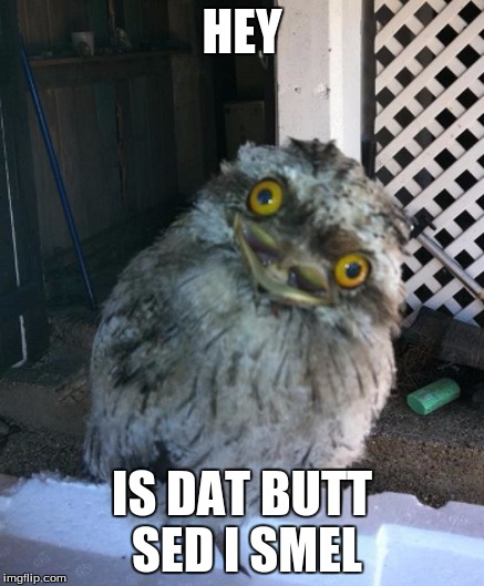 HEY; IS DAT BUTT SED I SMEL | image tagged in derpy | made w/ Imgflip meme maker