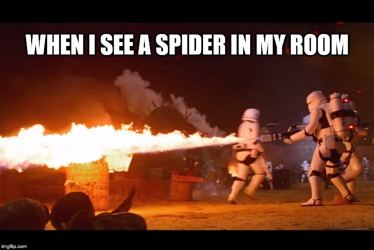 Flame that Spider | WHEN I SEE A SPIDER IN MY ROOM | image tagged in flame that spider,spider,fire | made w/ Imgflip meme maker