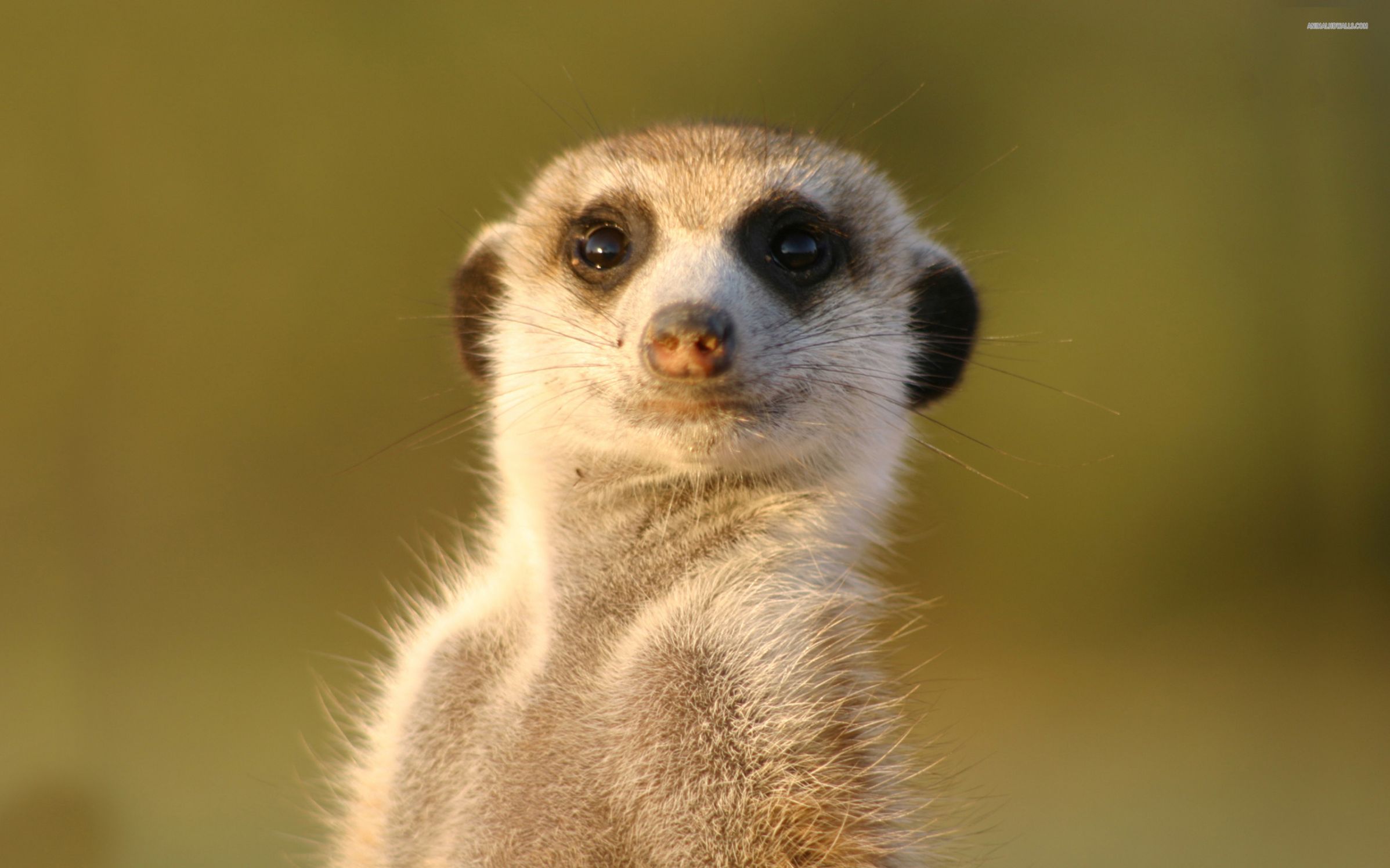 Went better than expected meerkat Blank Meme Template