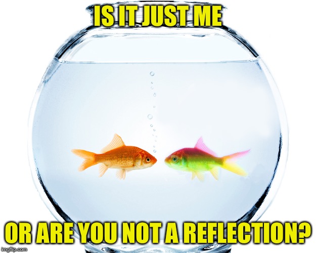 Think about it | IS IT JUST ME; OR ARE YOU NOT A REFLECTION? | image tagged in fishbowl | made w/ Imgflip meme maker