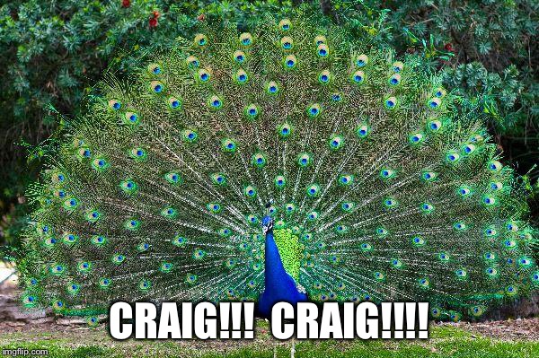 Peacock | CRAIG!!!  CRAIG!!!! | image tagged in peacock | made w/ Imgflip meme maker