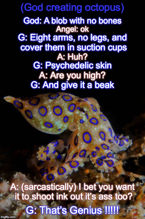 God Creating the Octopus | (God creating octopus); God: A blob with no bones; Angel: ok; G: Eight arms, no legs, and cover them in suction cups; A: Huh? G: Psychedelic skin; A: Are you high? G: And give it a beak; A: (sarcastically) I bet you want it to shoot ink out it’s ass too? G: That’s Genius !!!!! | image tagged in creating,creation,octopus,god | made w/ Imgflip meme maker