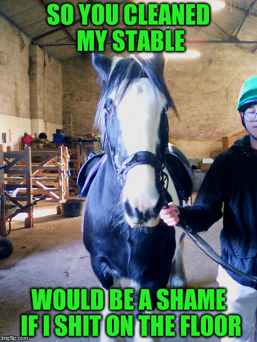 bomber the horse | SO YOU CLEANED MY STABLE; WOULD BE A SHAME IF I SHIT ON THE FLOOR | image tagged in bomber the horse | made w/ Imgflip meme maker