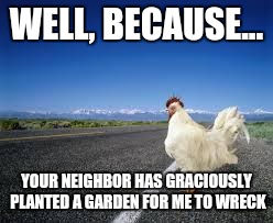 Why the chicken Cross the road | WELL, BECAUSE... YOUR NEIGHBOR HAS GRACIOUSLY PLANTED A GARDEN FOR ME TO WRECK | image tagged in why the chicken cross the road | made w/ Imgflip meme maker
