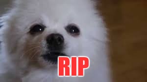 Gabe the dog | RIP | image tagged in gabe the dog | made w/ Imgflip meme maker