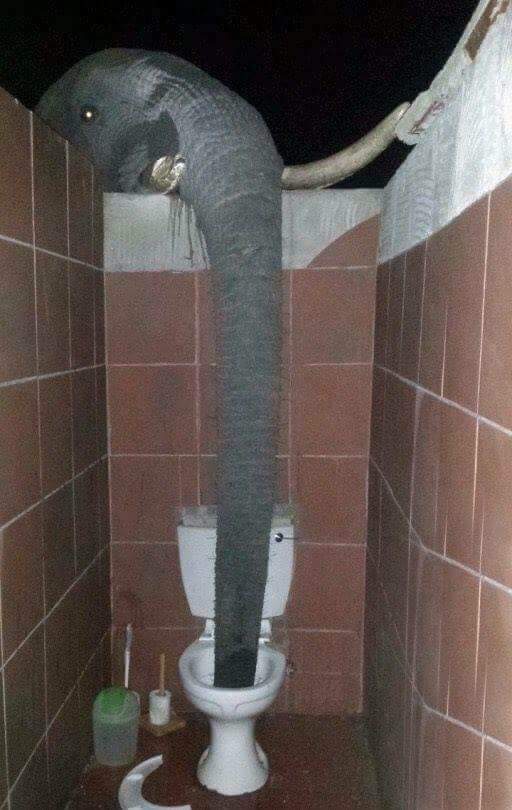 Elephant toilet Blank Meme Template