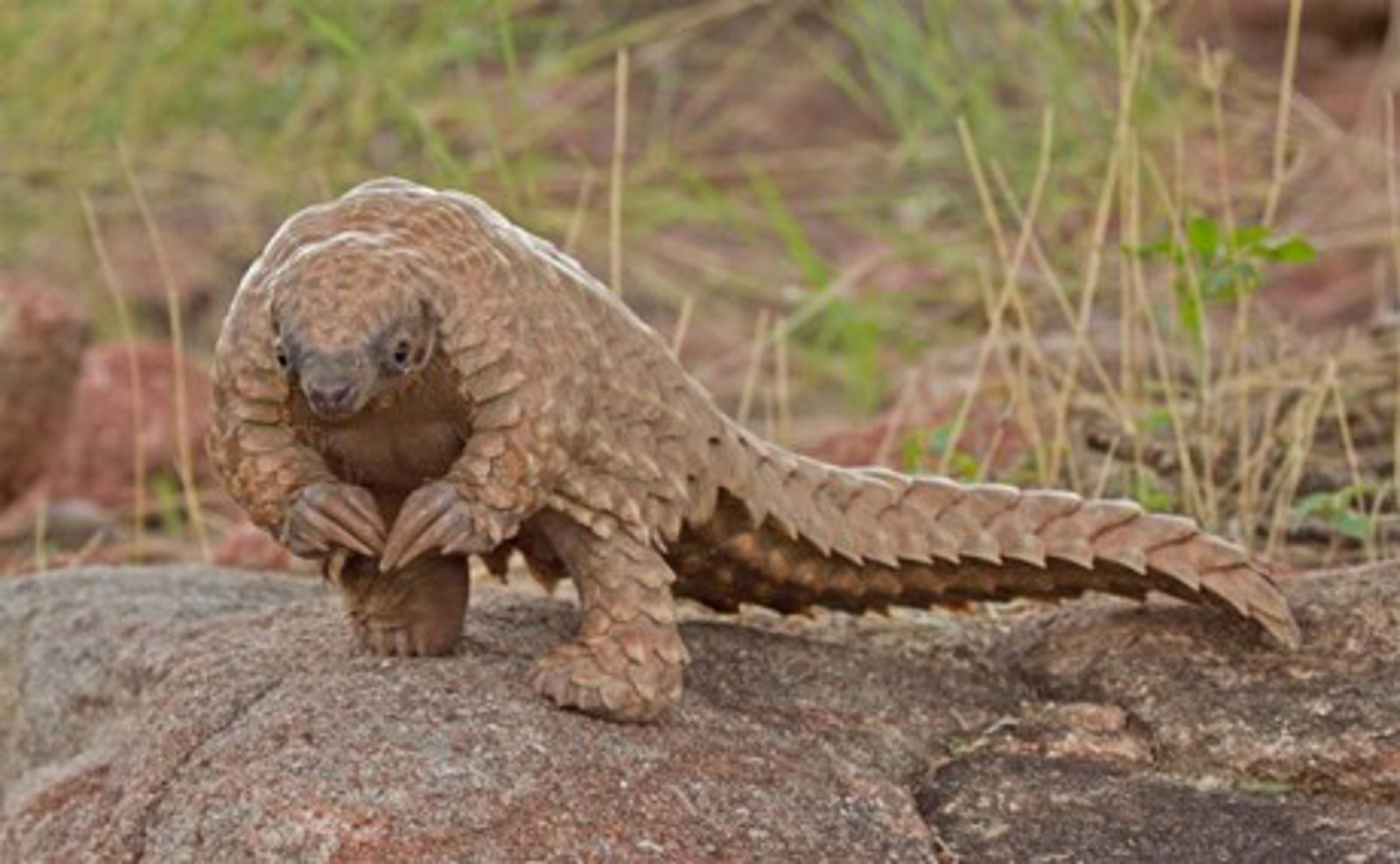 High Quality Pangolin Blank Meme Template