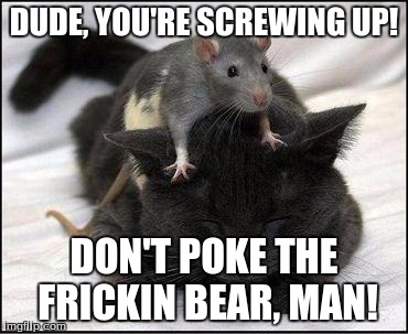  DUDE, YOU'RE SCREWING UP! DON'T POKE THE FRICKIN BEAR, MAN! | image tagged in rat-cat | made w/ Imgflip meme maker
