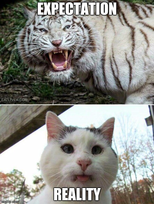 Tiger cat | EXPECTATION; REALITY | image tagged in tiger cat | made w/ Imgflip meme maker