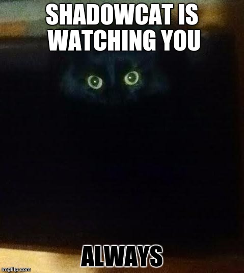 Treats Cat | SHADOWCAT IS WATCHING YOU; ALWAYS | image tagged in treats cat | made w/ Imgflip meme maker