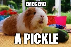 Pickle!!!!!!!!!!!!! | EMEGERD; A PICKLE | image tagged in pickle | made w/ Imgflip meme maker