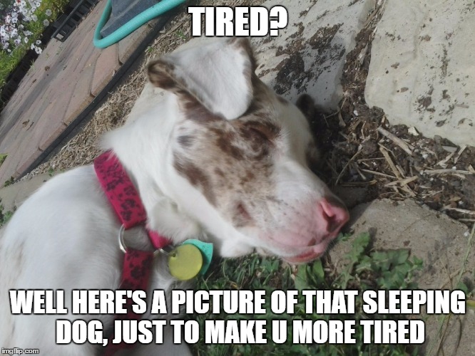 Sleepie Pie | TIRED? WELL HERE'S A PICTURE OF THAT SLEEPING DOG, JUST TO MAKE U MORE TIRED | image tagged in sleepy | made w/ Imgflip meme maker