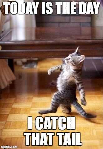 yes! | TODAY IS THE DAY; I CATCH THAT TAIL | image tagged in memes,cool cat stroll,scumbag | made w/ Imgflip meme maker