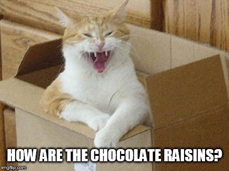 Cat litter | HOW ARE THE CHOCOLATE RAISINS? | image tagged in funny cats | made w/ Imgflip meme maker