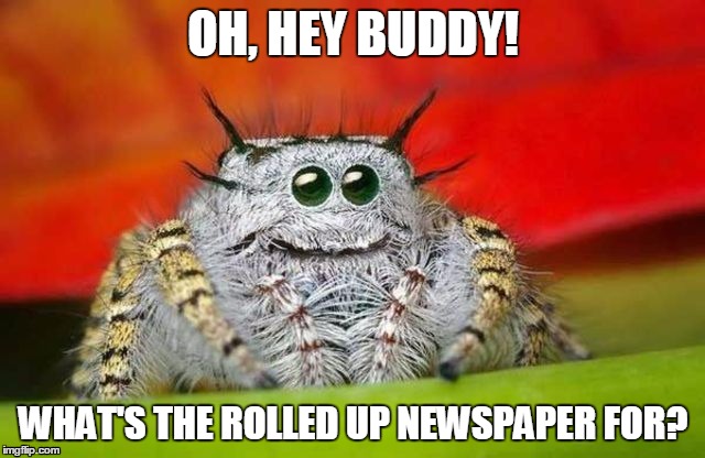 What if that spider thought you guys were room mates? | OH, HEY BUDDY! WHAT'S THE ROLLED UP NEWSPAPER FOR? | image tagged in spider | made w/ Imgflip meme maker