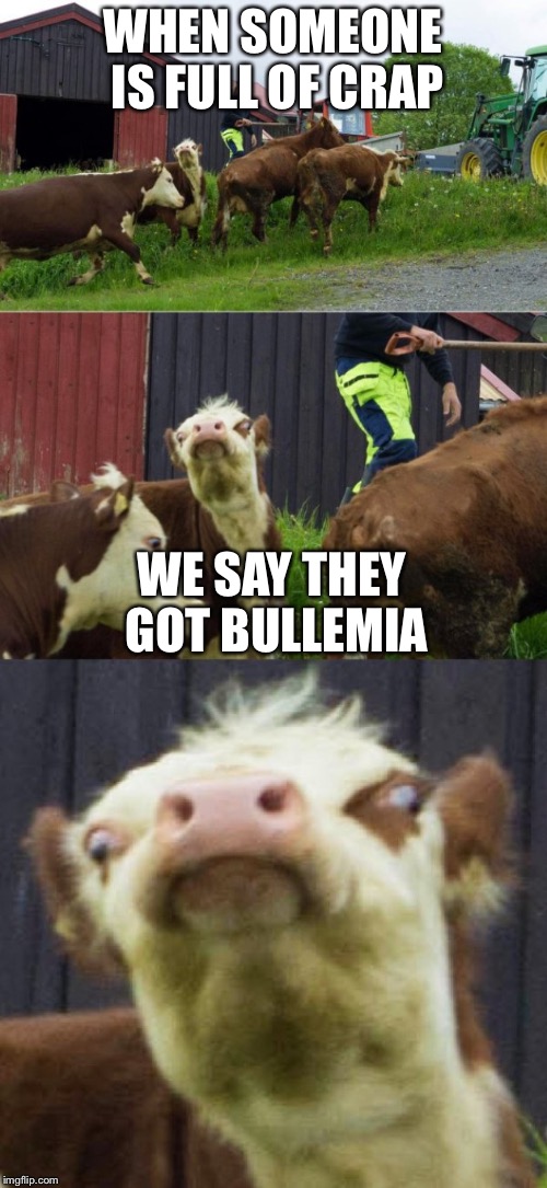 Bad pun cow  | WHEN SOMEONE IS FULL OF CRAP; WE SAY THEY GOT BULLEMIA | image tagged in bad pun cow | made w/ Imgflip meme maker