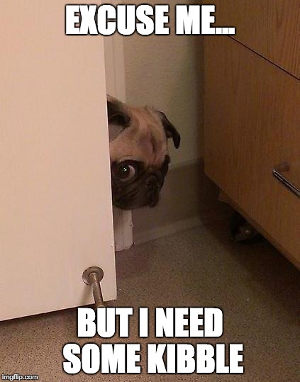 Guilty Pug | EXCUSE ME... BUT I NEED SOME KIBBLE | image tagged in guilty pug | made w/ Imgflip meme maker