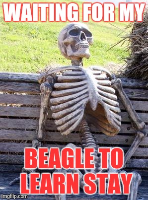 Waiting Skeleton | WAITING FOR MY; BEAGLE TO LEARN STAY | image tagged in memes,waiting skeleton | made w/ Imgflip meme maker