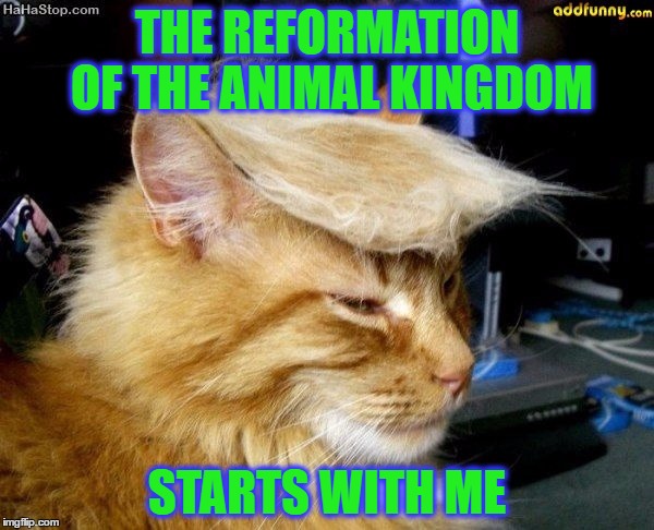 donald trump cat | THE REFORMATION OF THE ANIMAL KINGDOM; STARTS WITH ME | image tagged in donald trump cat | made w/ Imgflip meme maker