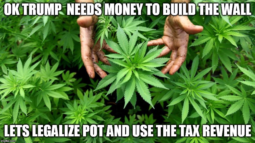 WEED | OK TRUMP  NEEDS MONEY TO BUILD THE WALL; LETS LEGALIZE POT AND USE THE TAX REVENUE | image tagged in weed | made w/ Imgflip meme maker