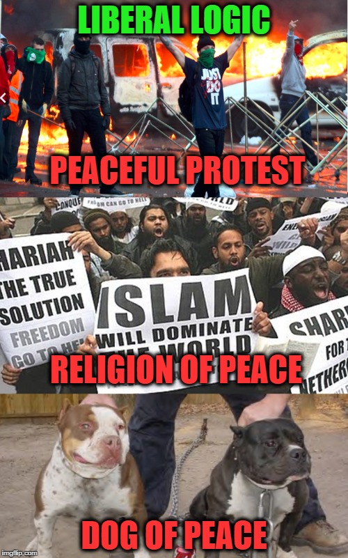 Liberal Logic : Advanced Course | LIBERAL LOGIC; PEACEFUL PROTEST; RELIGION OF PEACE; DOG OF PEACE | image tagged in memes,liberal logic,liberals,stupid liberals,liberal media | made w/ Imgflip meme maker