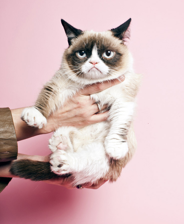 Celebrity grumpy cat Blank Meme Template