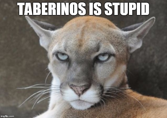Annoyed Puma - taberinos | TABERINOS IS STUPID | image tagged in annoyed puma | made w/ Imgflip meme maker