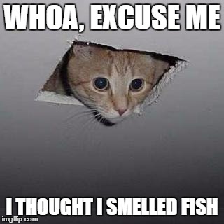 Ceiling Cat | WHOA, EXCUSE ME; I THOUGHT I SMELLED FISH | image tagged in memes,ceiling cat | made w/ Imgflip meme maker