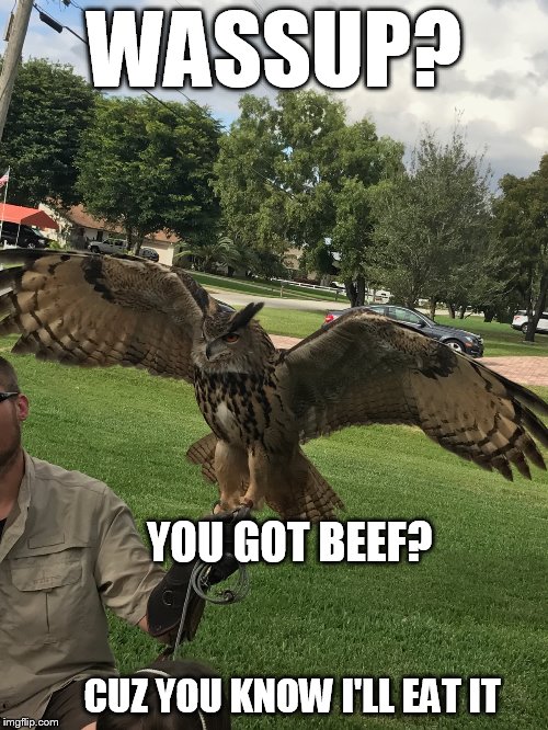 WASSUP? YOU GOT BEEF? CUZ YOU KNOW I'LL EAT IT | image tagged in owl,wassup,got beef | made w/ Imgflip meme maker