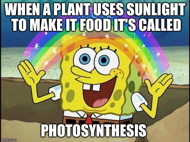Rainbow Spongebob |  WHEN A PLANT USES SUNLIGHT TO MAKE IT FOOD IT'S CALLED; PHOTOSYNTHESIS | image tagged in rainbow spongebob | made w/ Imgflip meme maker
