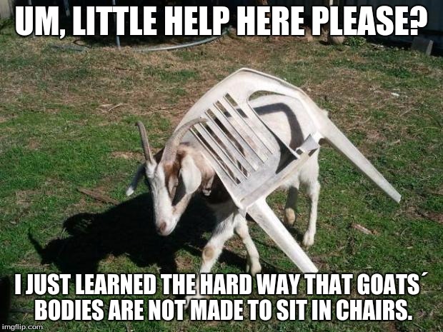 someone help this poor goat | UM, LITTLE HELP HERE PLEASE? I JUST LEARNED THE HARD WAY THAT GOATS´ BODIES ARE NOT MADE TO SIT IN CHAIRS. | image tagged in goat stuck in chair | made w/ Imgflip meme maker