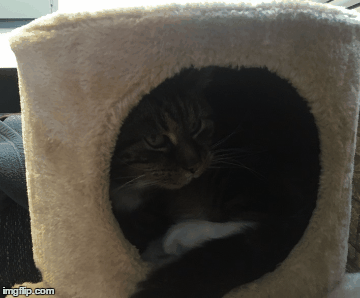 My home is my castle!  | image tagged in gifs,cats,cute cat | made w/ Imgflip images-to-gif maker