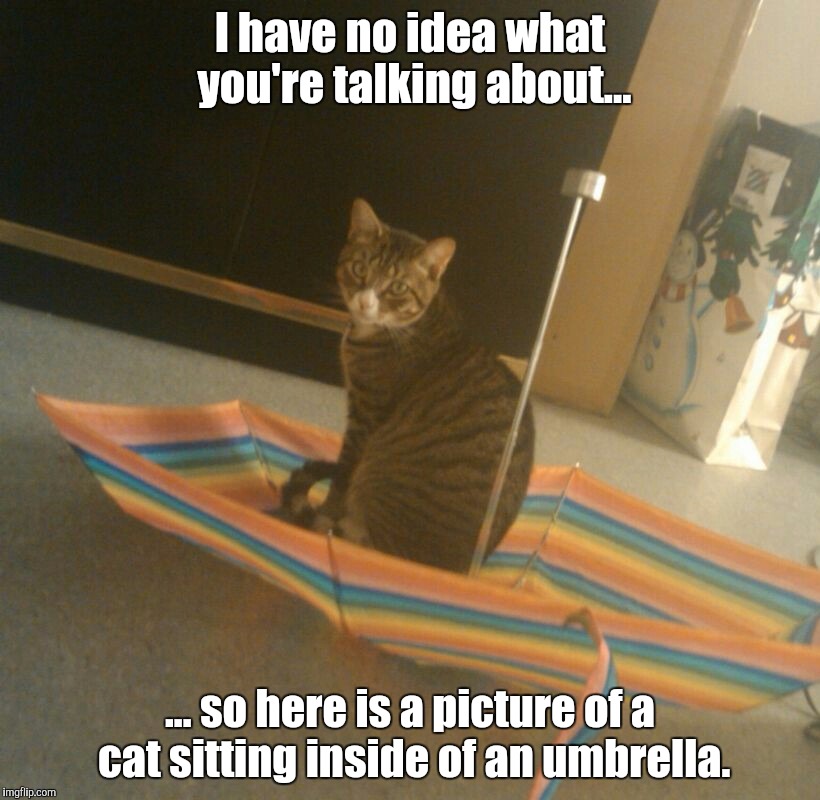 I have no idea what you're talking about... ... so here is a picture of a cat sitting inside of an umbrella. | image tagged in loo2 | made w/ Imgflip meme maker