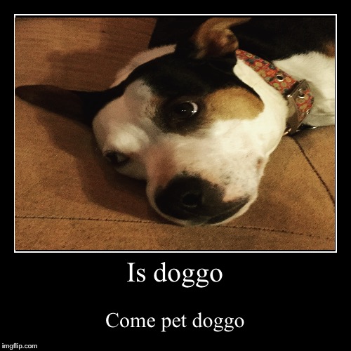 Doggo time. | image tagged in funny,demotivationals,doggo | made w/ Imgflip demotivational maker