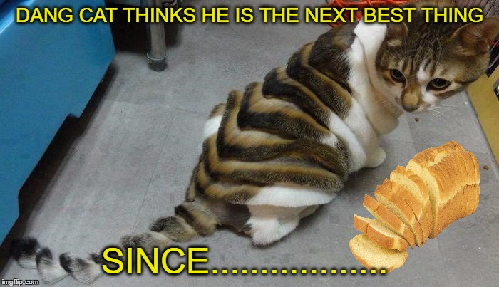 my cat is white bread no butter  | DANG CAT THINKS HE IS THE NEXT BEST THING; SINCE.................. | image tagged in bread,strange wtf cat,next,best | made w/ Imgflip meme maker