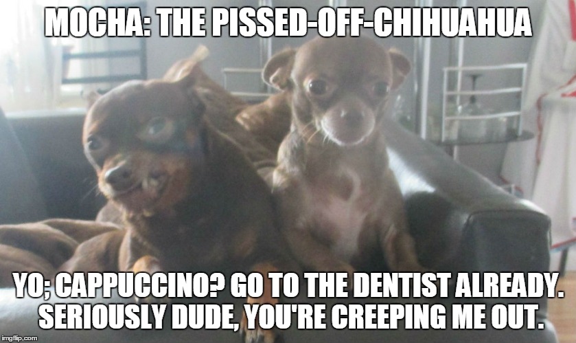 Mocha: The Pissed-Off-Chihuahua | MOCHA: THE PISSED-OFF-CHIHUAHUA; YO; CAPPUCCINO? GO TO THE DENTIST ALREADY. SERIOUSLY DUDE, YOU'RE CREEPING ME OUT. | image tagged in funny memes,funny chihuahua | made w/ Imgflip meme maker