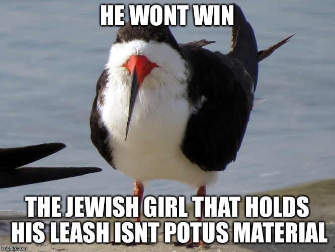 Even Less Popular Opinion Bird | HE WONT WIN THE JEWISH GIRL THAT HOLDS HIS LEASH ISNT POTUS MATERIAL | image tagged in even less popular opinion bird | made w/ Imgflip meme maker