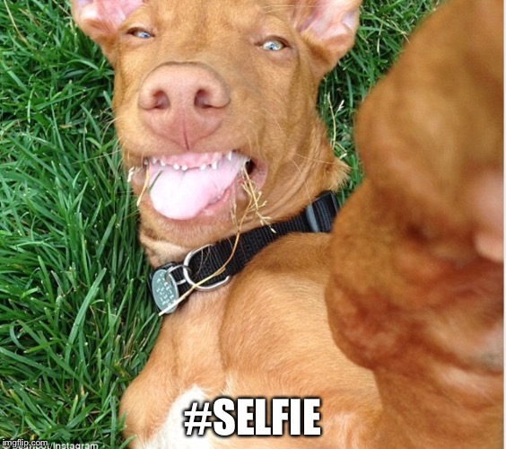 #SELFIE | image tagged in selfie dog | made w/ Imgflip meme maker