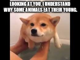 No | LOOKING AT YOU, I UNDERSTAND WHY SOME ANIMALS EAT THEIR YOUNG. | image tagged in no | made w/ Imgflip meme maker