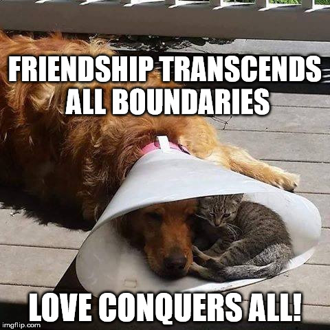 True Love | FRIENDSHIP TRANSCENDS ALL BOUNDARIES; LOVE CONQUERS ALL! | image tagged in true friendship,cats and dogs,love,friendship,sweet | made w/ Imgflip meme maker