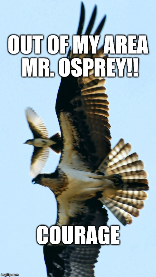 Osprey vs Kingbird | OUT OF MY AREA MR. OSPREY!! COURAGE | image tagged in size doesn't matter,dogfight,osprey vs kingbird | made w/ Imgflip meme maker