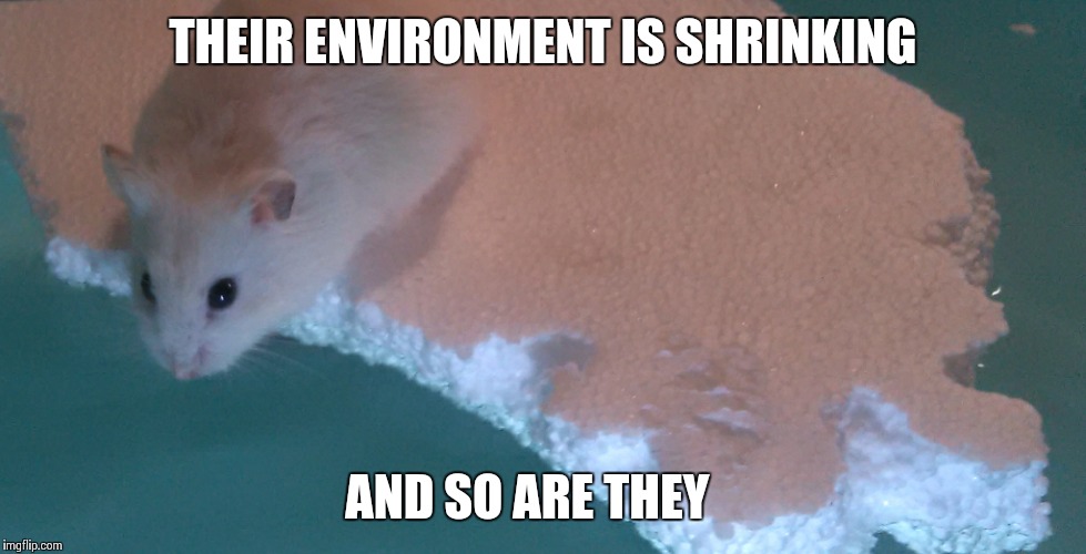 polar bears shrinking habitat | THEIR ENVIRONMENT IS SHRINKING; AND SO ARE THEY | image tagged in climate change,polar bear,global warming,hamster | made w/ Imgflip meme maker