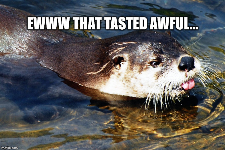 Otter Nonsense | EWWW THAT TASTED AWFUL... | image tagged in otter nonsense,otter sticking his tongue out | made w/ Imgflip meme maker