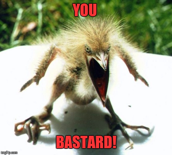 Angry bird | YOU BASTARD! | image tagged in angry bird | made w/ Imgflip meme maker