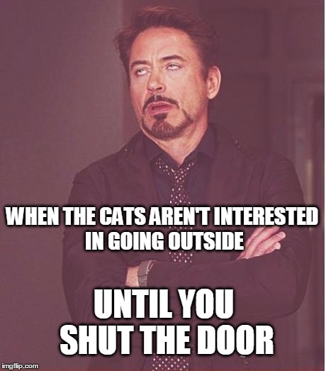 Face You Make Robert Downey Jr Meme | WHEN THE CATS AREN'T INTERESTED IN GOING OUTSIDE; UNTIL YOU SHUT THE DOOR | image tagged in memes,face you make robert downey jr,cats | made w/ Imgflip meme maker