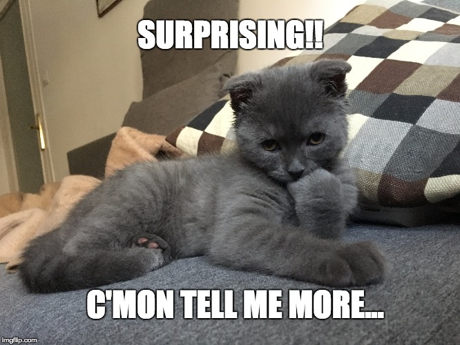 Image result for surprising tell me more cat memes